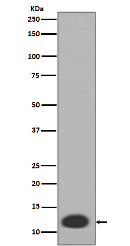 MRP8 (16L5) Rabbit Monoclonal Antibody