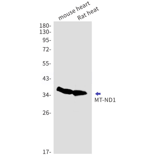 MT-ND1 (12B19) Rabbit Monoclonal Antibody