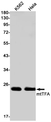 mtTFA (6Q12) Rabbit Monoclonal Antibody