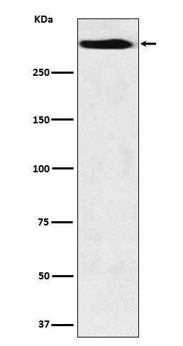 MUC5B (5C19) Rabbit Monoclonal Antibody
