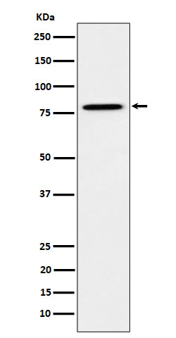 MUTA (4N14) Rabbit Monoclonal Antibody