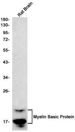 Myelin Basic Protein (4M5) Rabbit Monoclonal Antibody