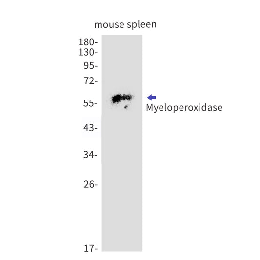 Myeloperoxidase (5D6) Rabbit Monoclonal Antibody