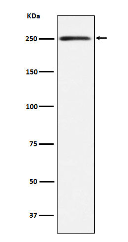 MYH11 (10S12) Rabbit Monoclonal Antibody
