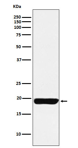 MYL9 (19Z8) Rabbit Monoclonal Antibody