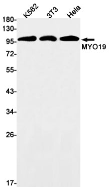 MYO19 (4J5) Rabbit Monoclonal Antibody
