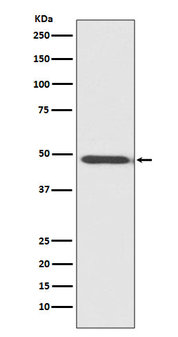 MyoD1 (5M4) Rabbit Monoclonal Antibody