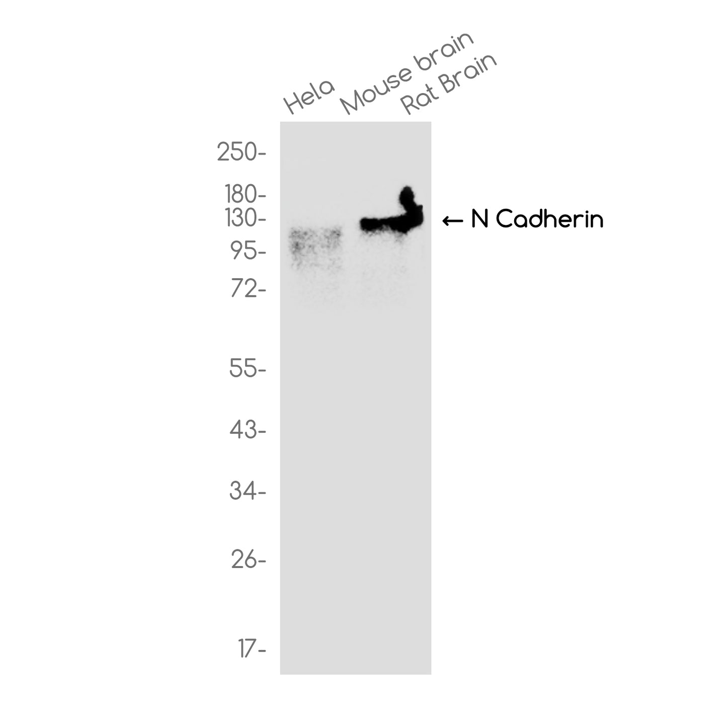 N Cadherin (19U16) Rabbit Monoclonal Antibody