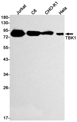 NAK/TBK1 (N-term) (12O7) Rabbit Monoclonal Antibody