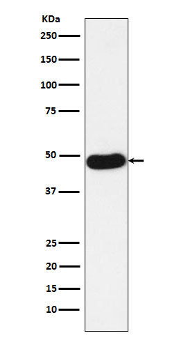 Napsin A (14C2) Rabbit Monoclonal Antibody