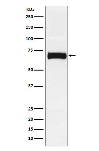 Nectin 2 (11O15) Rabbit Monoclonal Antibody