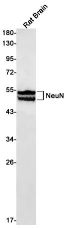 NeuN (11E16) Rabbit Monoclonal Antibody
