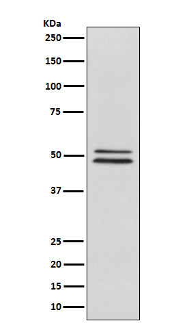 NeuN (5W3) Rabbit Monoclonal Antibody