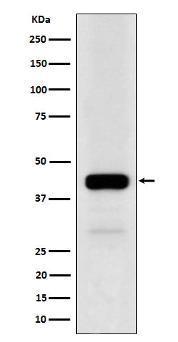 NFE2 (14H9) Rabbit Monoclonal Antibody
