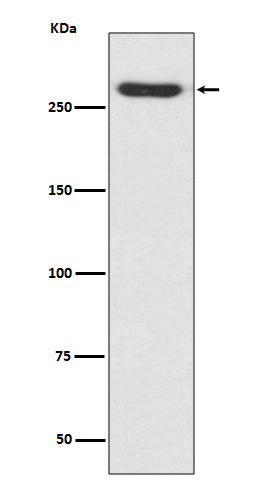 NG2 (18P16) Rabbit Monoclonal Antibody