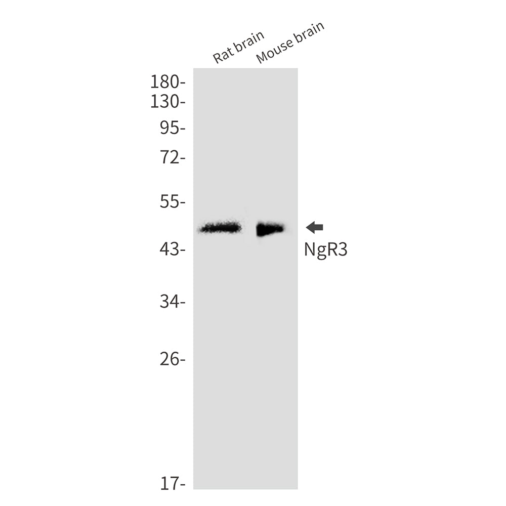 NgR3 (8Q7) Rabbit Monoclonal Antibody