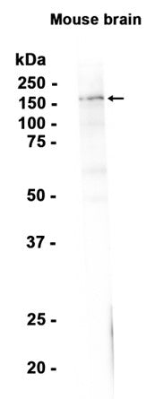 nNOS (neuronal) (9C9) Rabbit Monoclonal Antibody