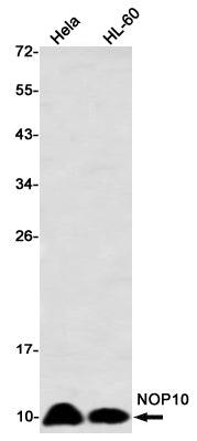 NOP10 (7I6) Rabbit Monoclonal Antibody