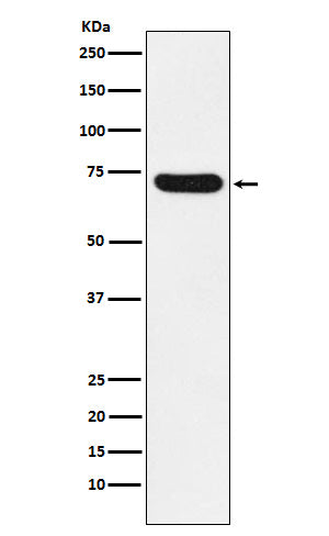 NOXA2/p67phox (2Z10) Rabbit Monoclonal Antibody