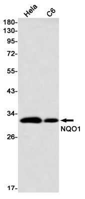 NQO1 (8F17) Rabbit Monoclonal Antibody