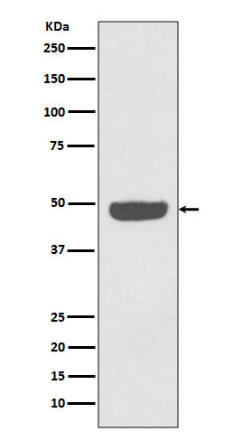 NSE (9L10) Rabbit Monoclonal Antibody