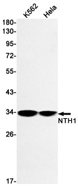 NTH1 (12T15) Rabbit Monoclonal Antibody