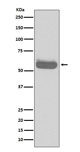 Occludin (10Z10) Rabbit Monoclonal Antibody