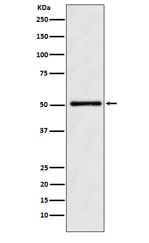 ODC1 (3C13) Rabbit Monoclonal Antibody