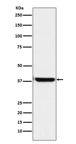 OGG1 (15C8) Rabbit Monoclonal Antibody