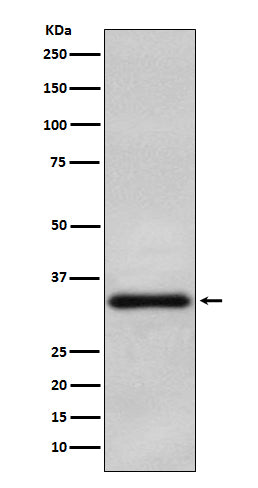 Olig2 (15Z2) Rabbit Monoclonal Antibody