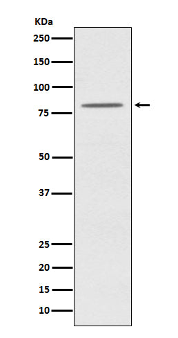 OPA1 (8F7) Rabbit Monoclonal Antibody