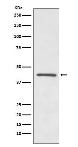 OPRD1 (18U12) Rabbit Monoclonal Antibody
