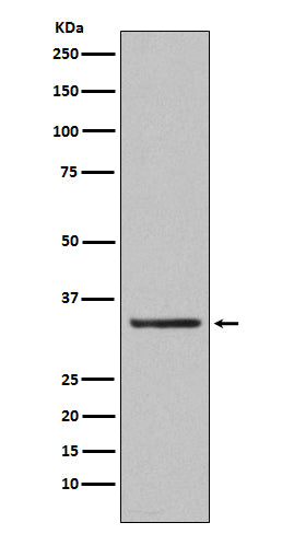Orai1 (11C14) Rabbit Monoclonal Antibody