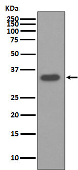 Osteopontin (10W13) Rabbit Monoclonal Antibody