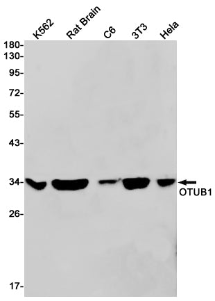 OTUB1 (7P2) Rabbit Monoclonal Antibody