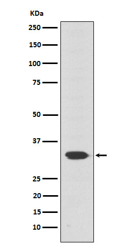 Otx2 (19N10) Rabbit Monoclonal Antibody