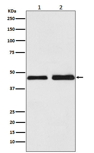 Oxytocin Receptor (8L5) Rabbit Monoclonal Antibody