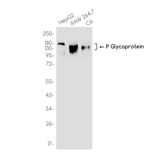 P Glycoprotein (3J14) Rabbit Monoclonal Antibody