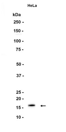 p16 INK (16J3) Rabbit Monoclonal Antibody