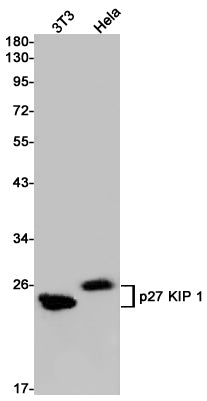 p27 Kip 1 (18B10) Rabbit Monoclonal Antibody