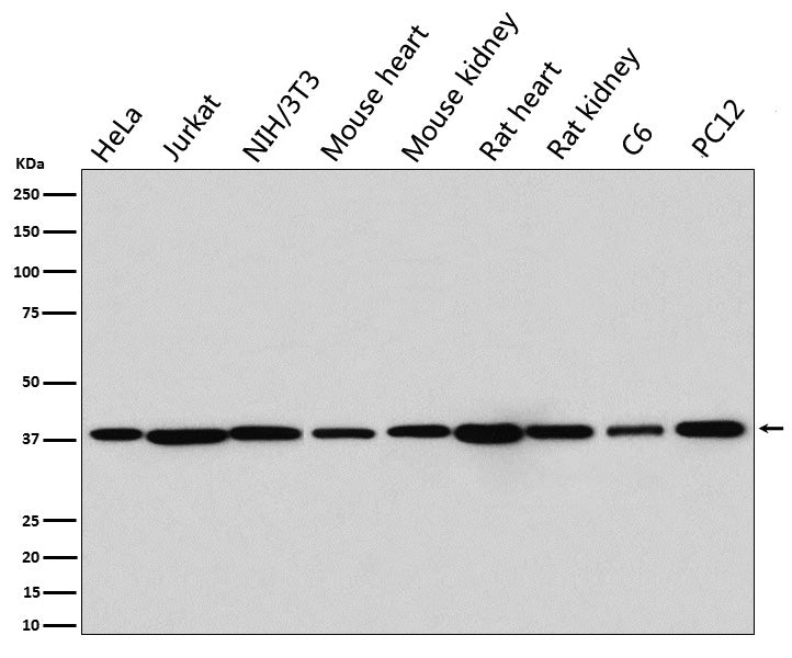 p38 MAPK (14D12) Rabbit Monoclonal Antibody