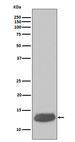 Parvalbumin (17B8) Rabbit Monoclonal Antibody