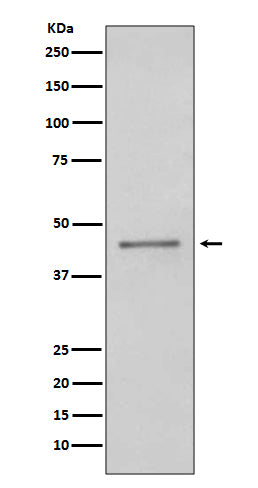 PAX5 (2F18) Rabbit Monoclonal Antibody