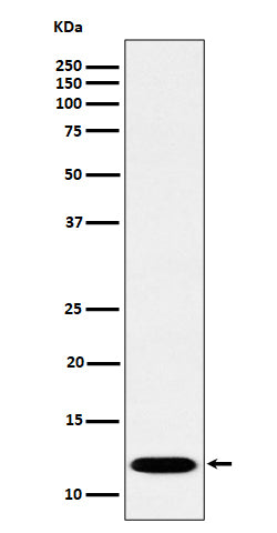 PCBD1 (12E6) Rabbit Monoclonal Antibody