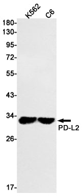 PD L2 (12P7) Rabbit Monoclonal Antibody