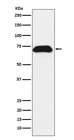 PDZK1 (10M11) Rabbit Monoclonal Antibody