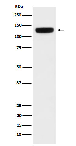 PER3 (6K2) Rabbit Monoclonal Antibody