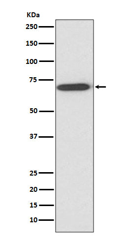 Perilipin A (16W12) Rabbit Monoclonal Antibody