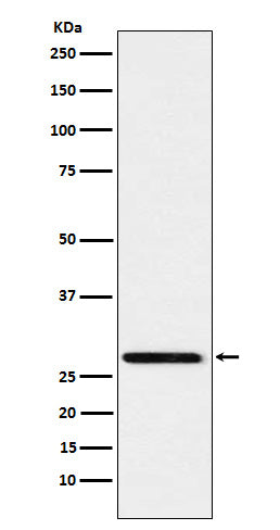 Peroxiredoxin 4  (1T10) Rabbit Monoclonal Antibody