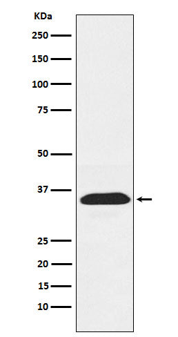 PEX19 (2Y10) Rabbit Monoclonal Antibody